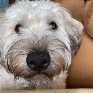 Meet your Posher, Emma